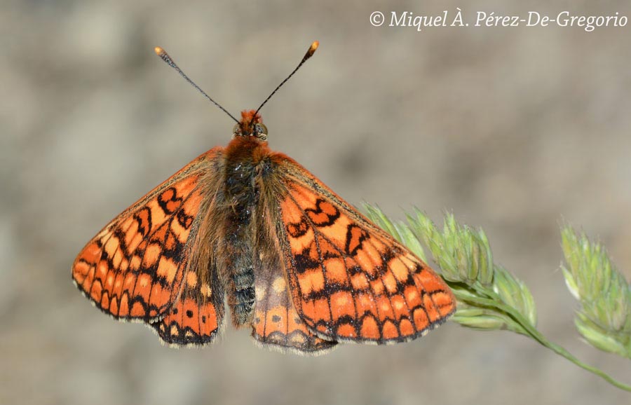 Euphydryas aurinia