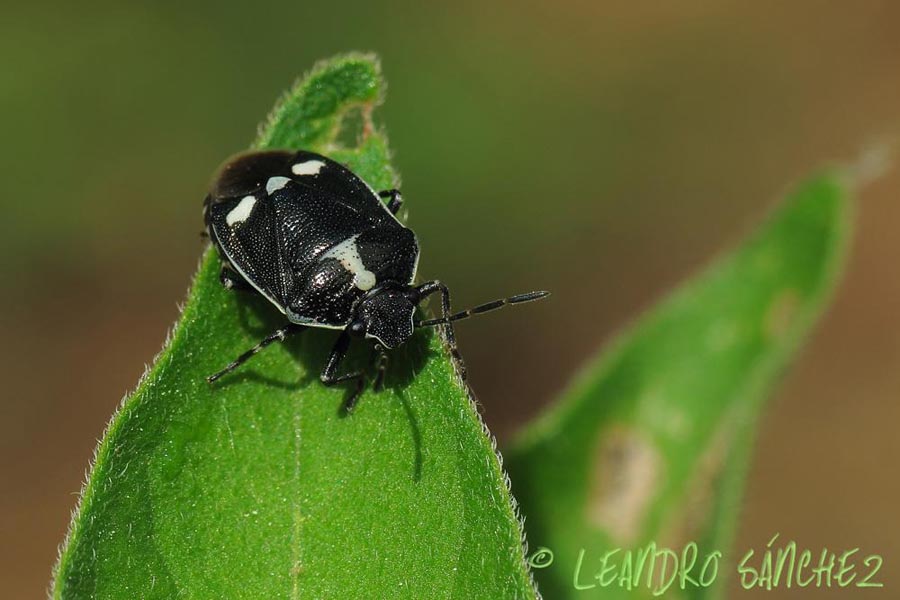 Eurydema oleracea