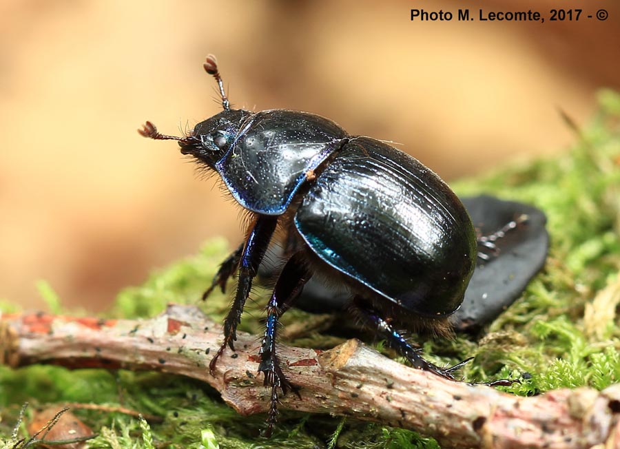 Geotrupes stercorarius