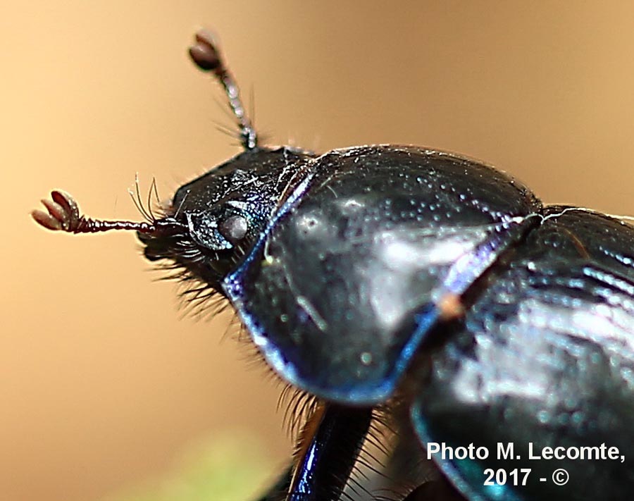 Geotrupes stercorarius