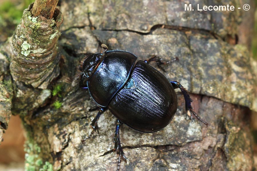 Geotrupes stercorarius