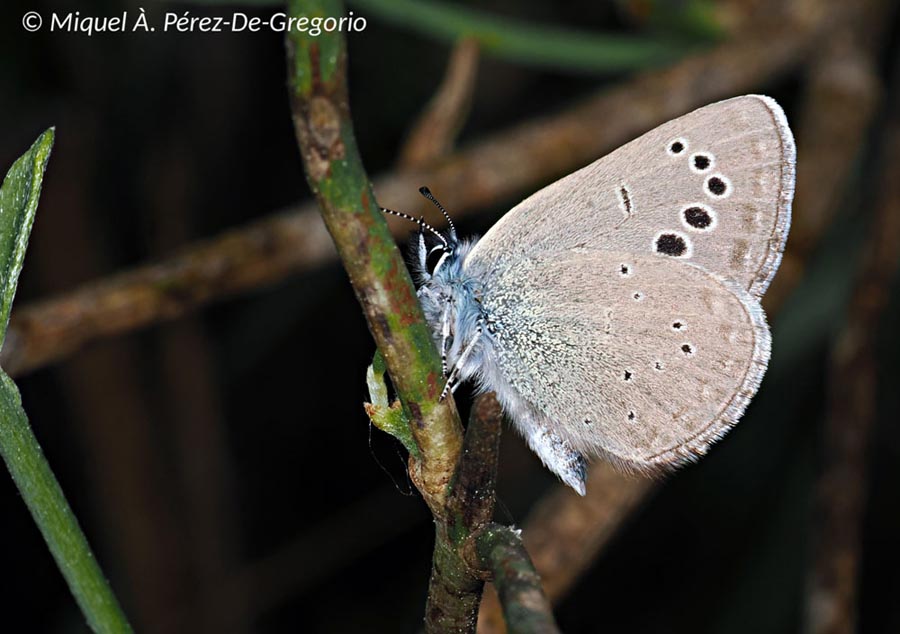 Glaucopsyche alexis
