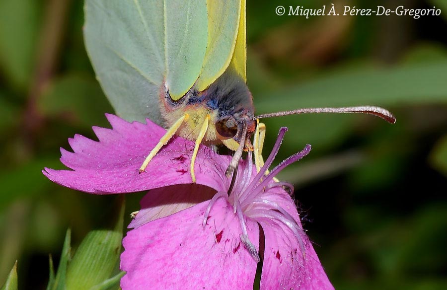 Gonepteryx cleopatra