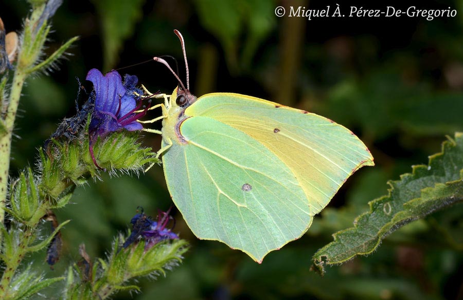 Gonepteryx cleopatra