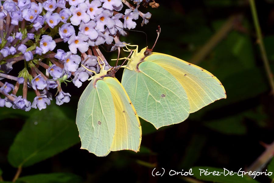 Gonepteryx cleopatra