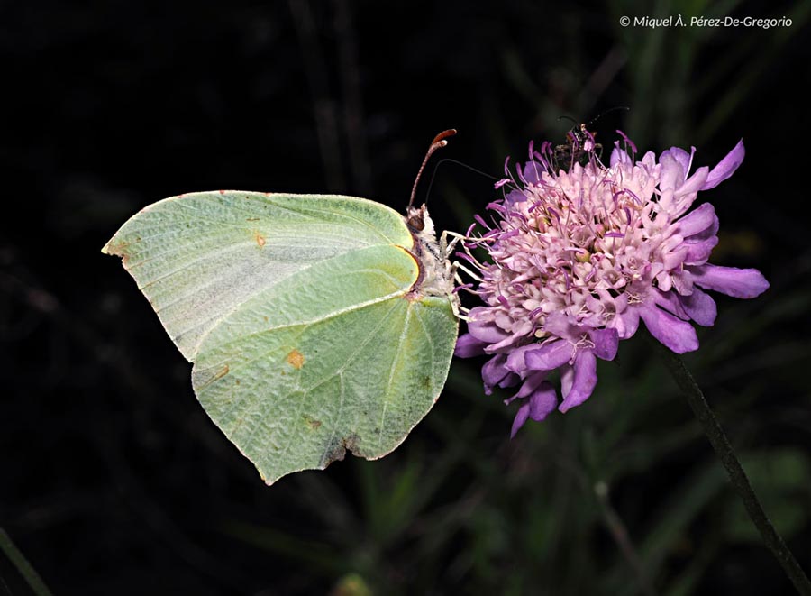 Gonepteryx rhamni