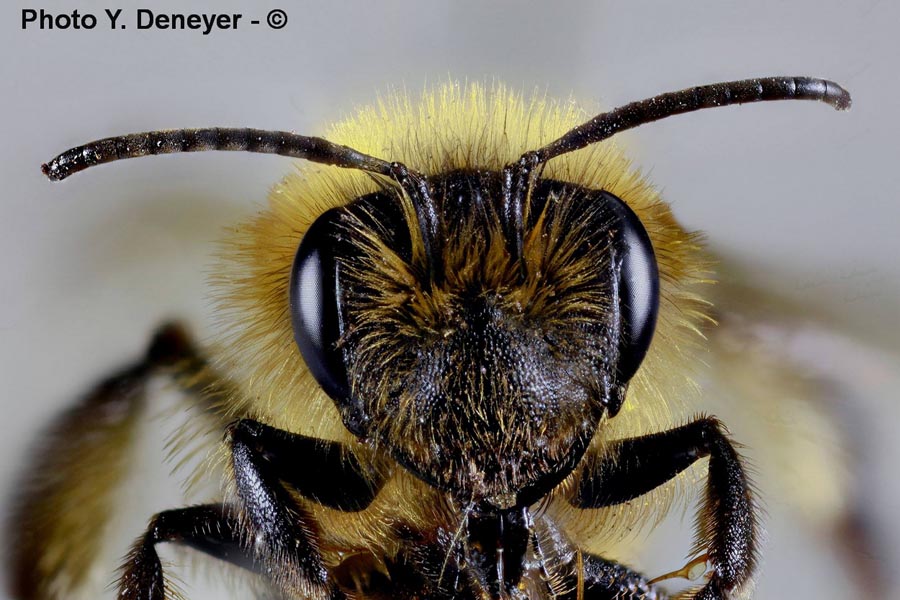 Vespula vulgaris