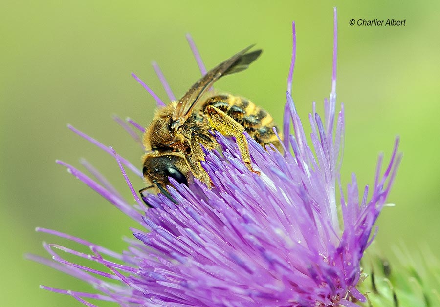 Halictus scabiosae