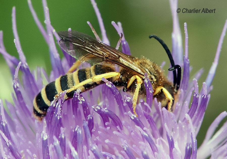 Halictus scabiosae