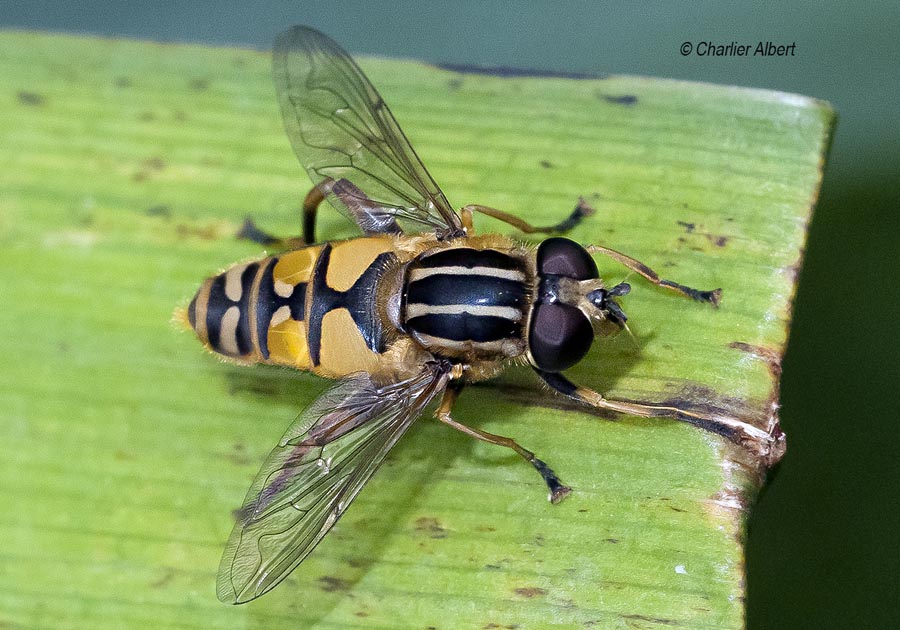 Helophilus pendulus