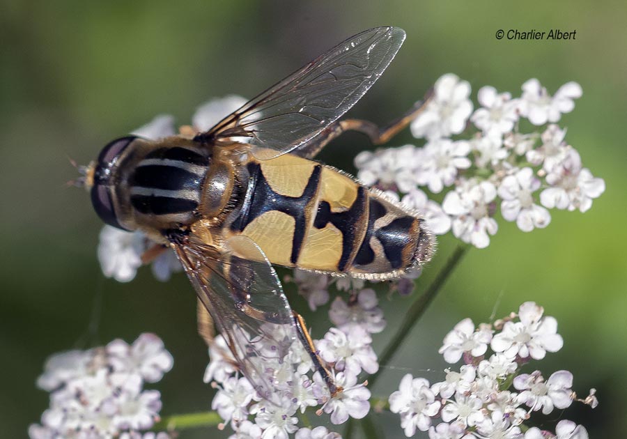 Helophilus trivittatus