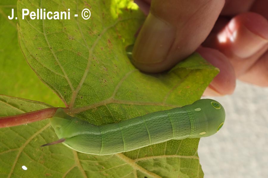 Hippotion celerio(sphynx Phoenix)