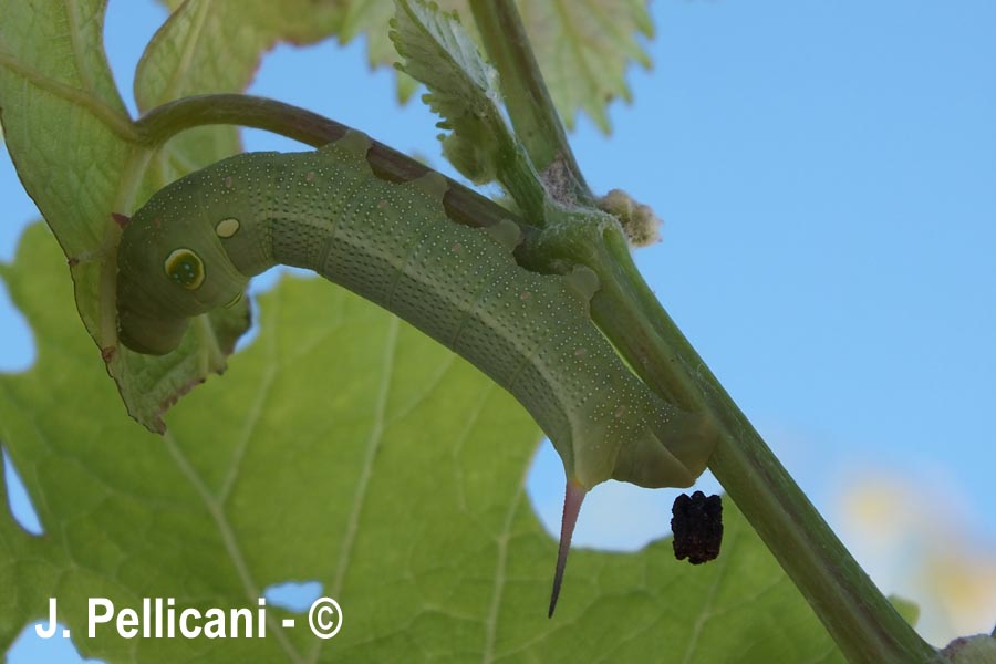 Hippotion celerio(sphynx Phoenix)