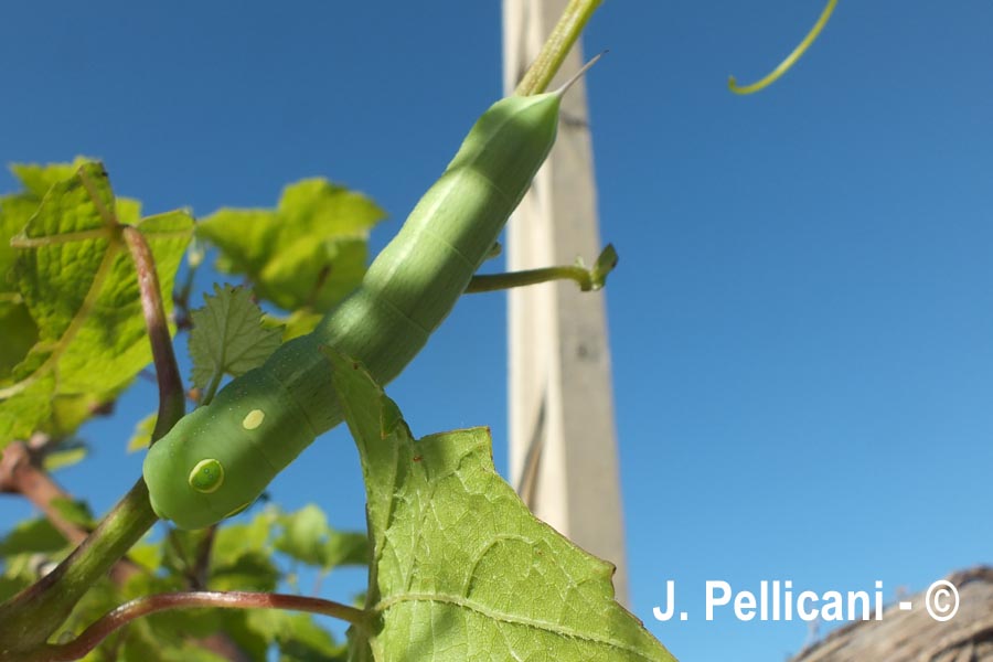Hippotion celerio(sphynx Phoenix)