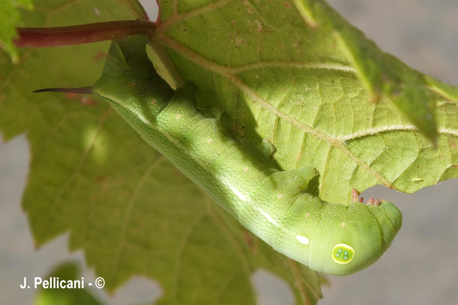 Hippotion celerio(sphynx Phoenix)