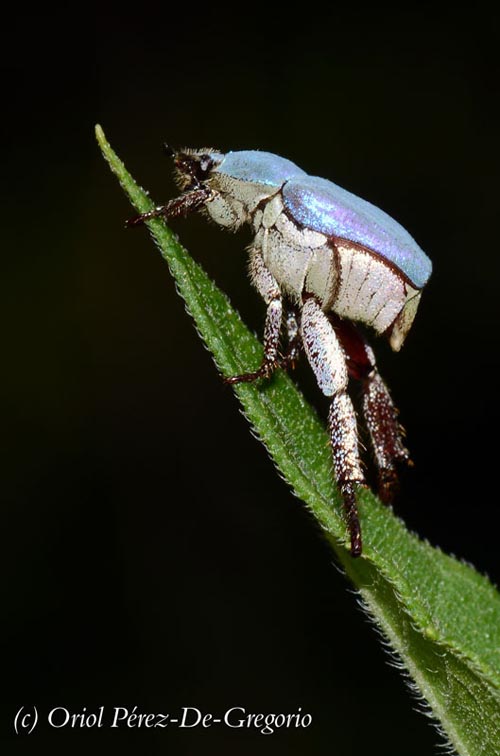 Hoplia coerulea