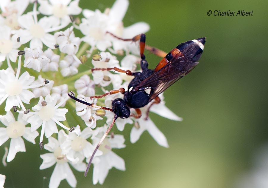 Ichneumon sarcitorius