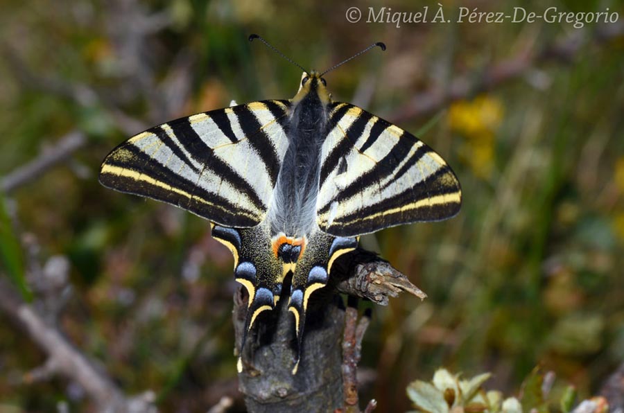 Iphiclides podalirius ssp. feisthamelii