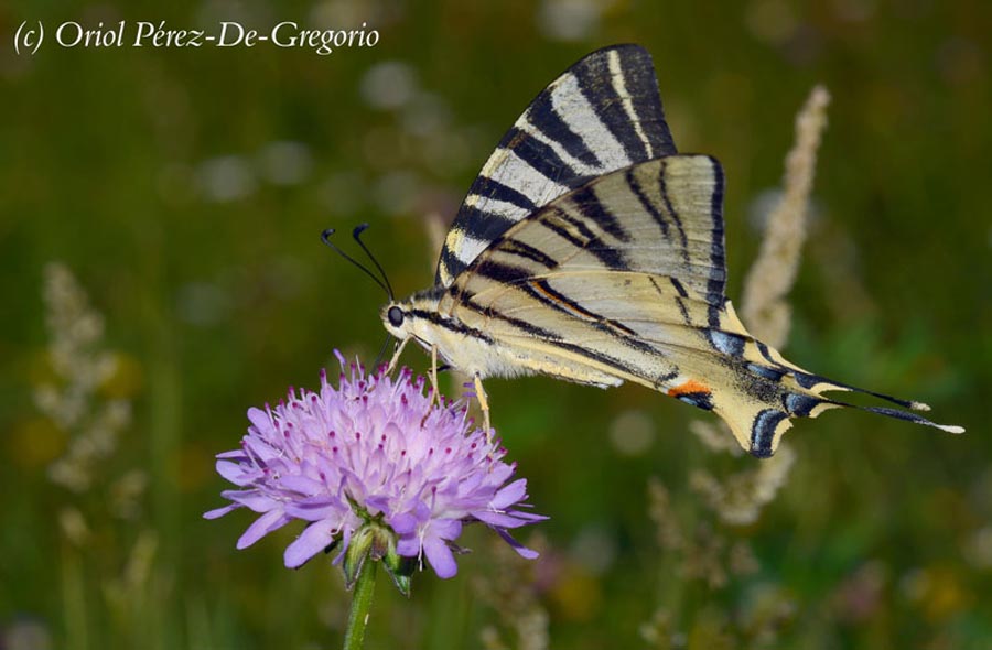 Iphiclides feisthamelii