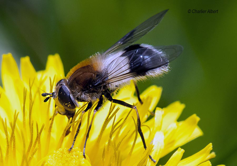 Leucozona lucorum