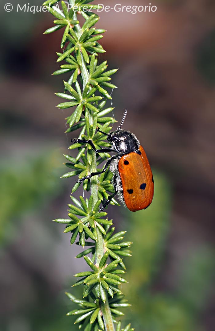 Lachnaia paradoxa