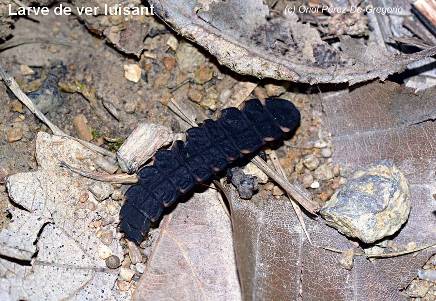 Lampyris noctiluca