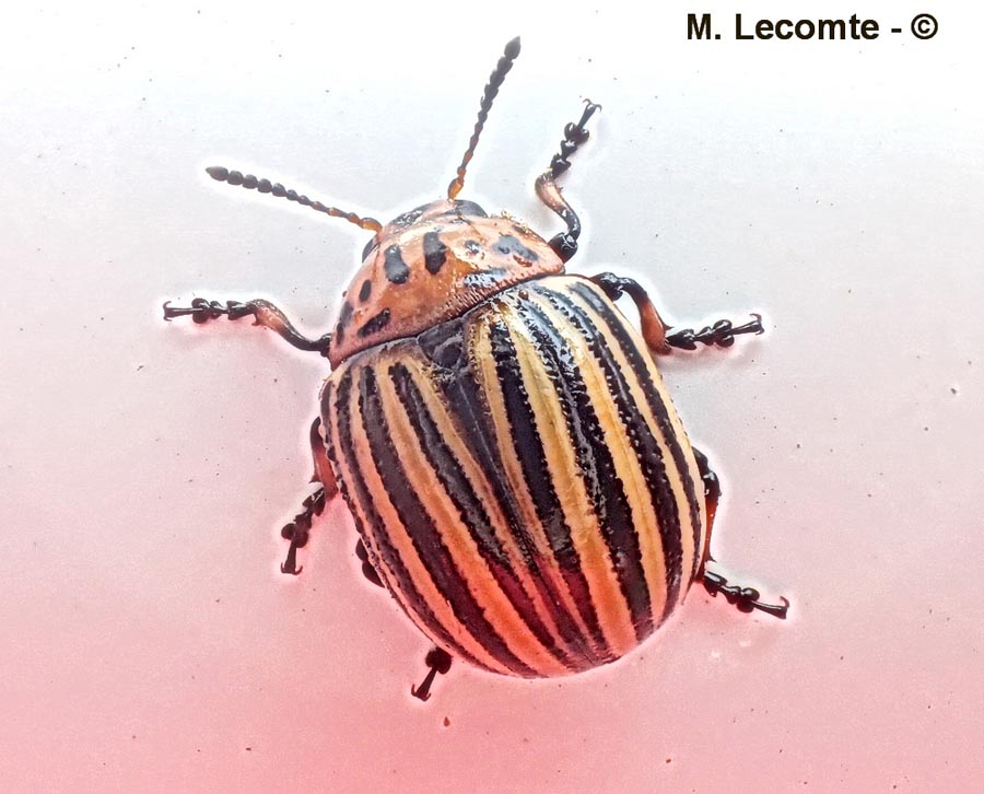 Leptinotarsa decemlineata