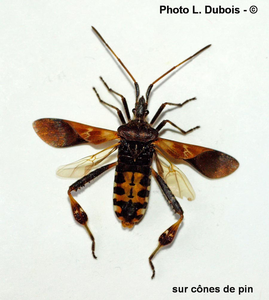 Leptoglossus occidentalis