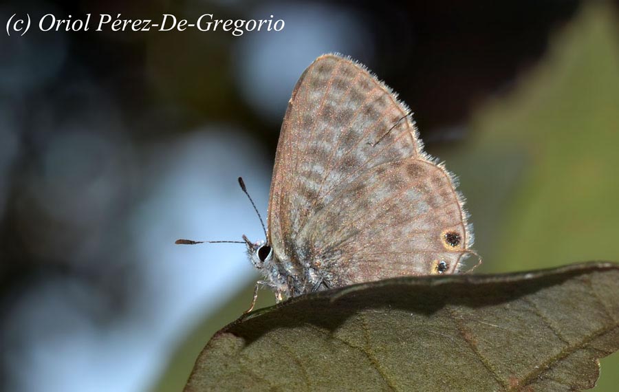 Leptotes pirithous