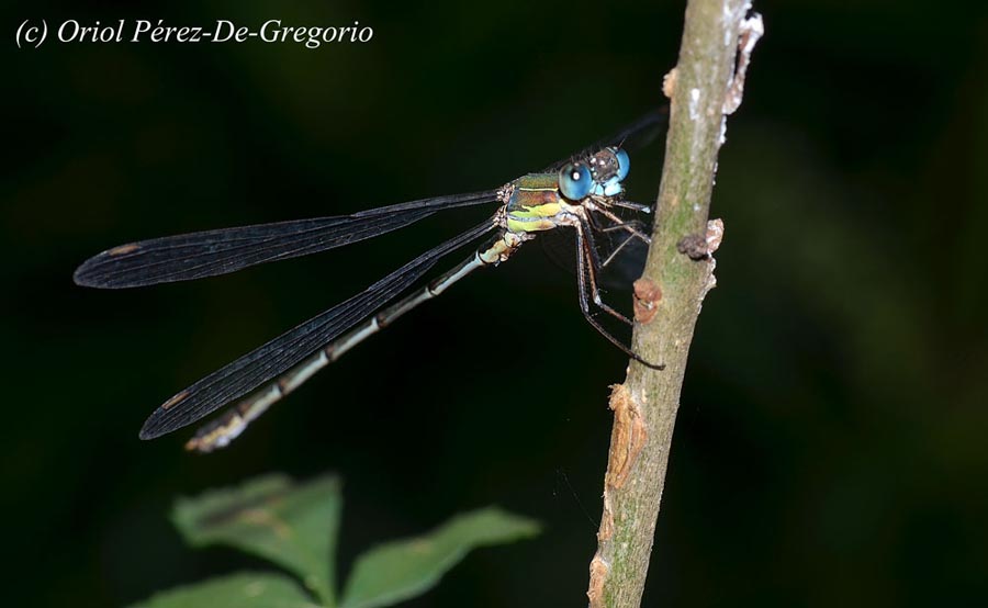 Lestes virens