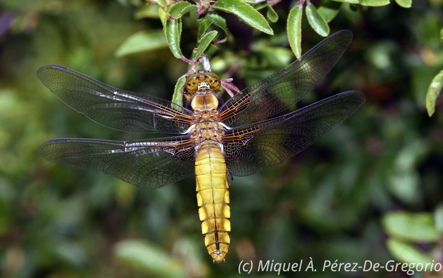 Libellula depressa (Platetrum depressum)