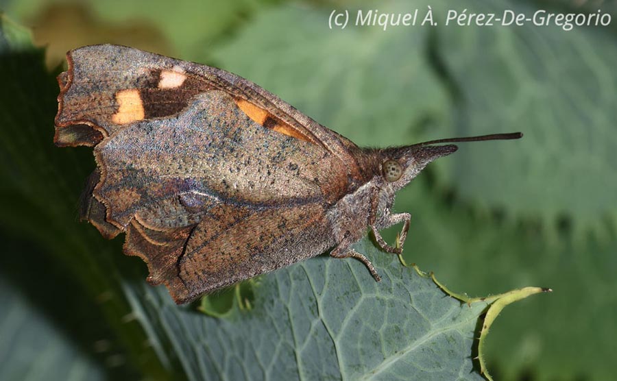 Libythea celtis