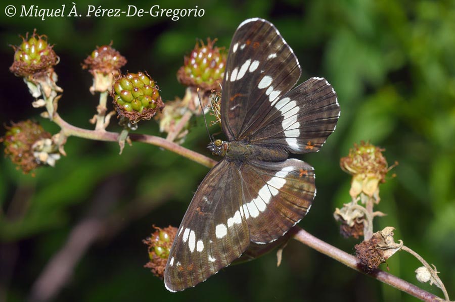 Limenitis camilla