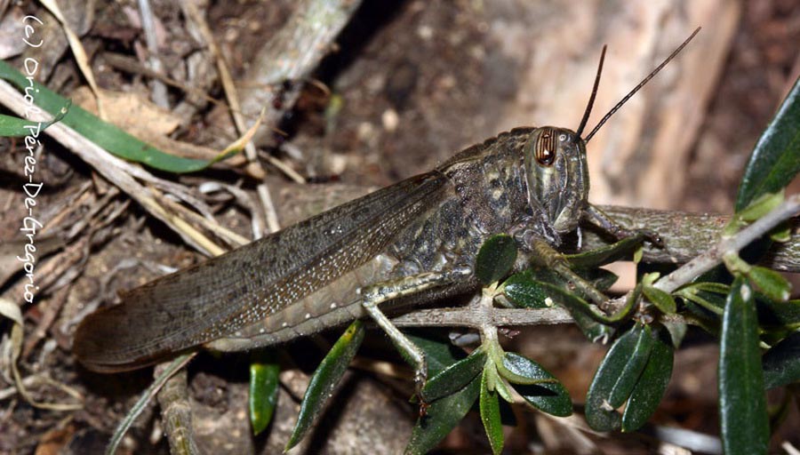 Locusta migratoria