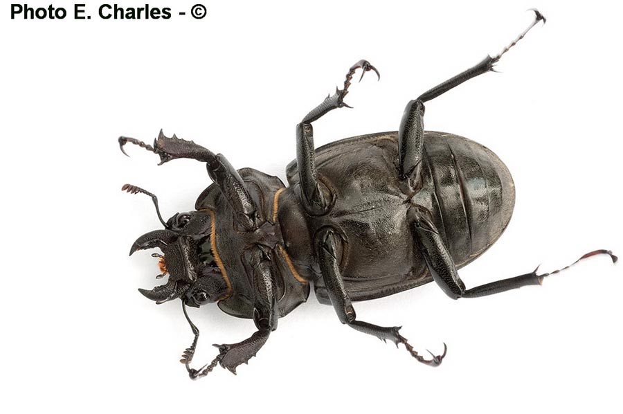 Lucanus cervus