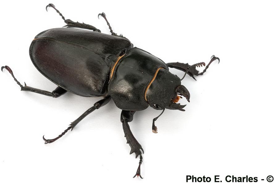 Lucanus cervus