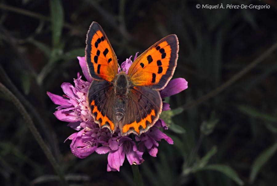 Lycaena phlaeas