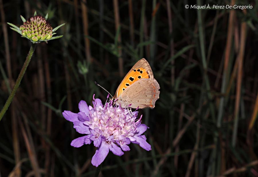 Lycaena phlaeas