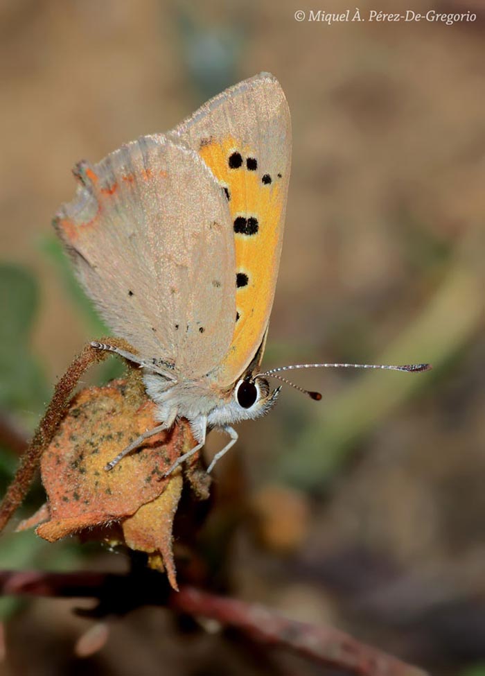 Lycaena phlaeas