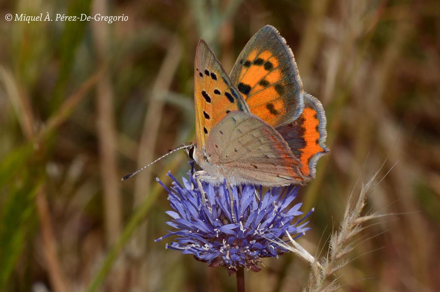 Lycaena phlaeas