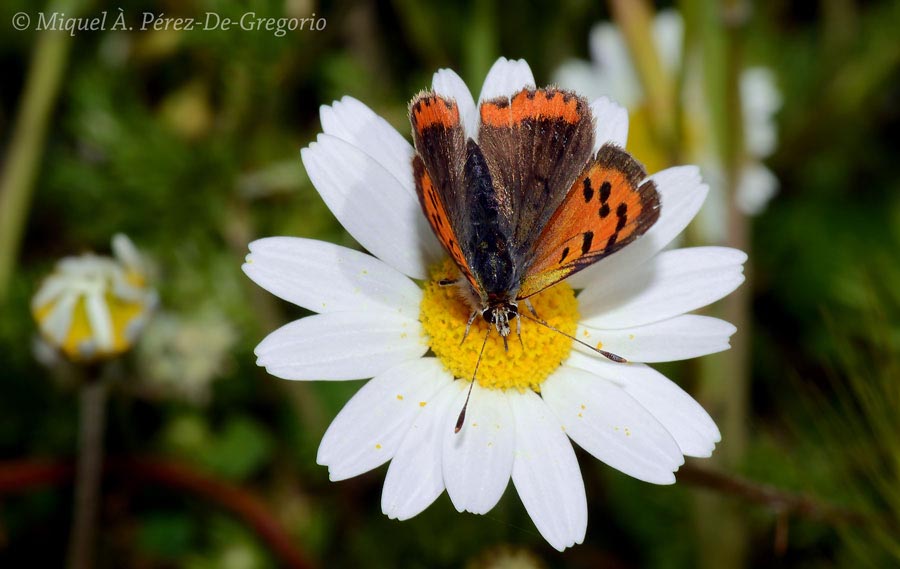 Lycaena phlaeas