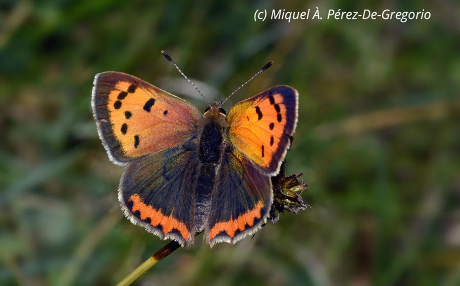 Lycaena phlaeas