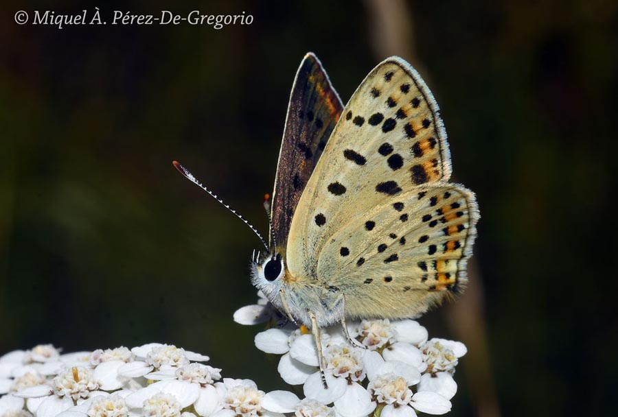 Lycaena tityrus