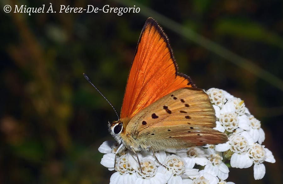 Lycaena virgaurae ssp. pyrenicola