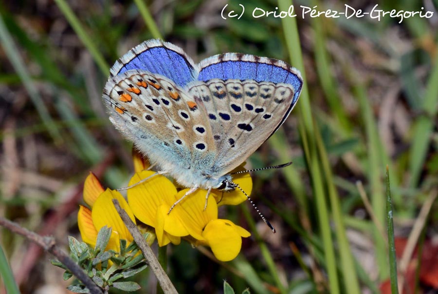 Lysandra bellargus