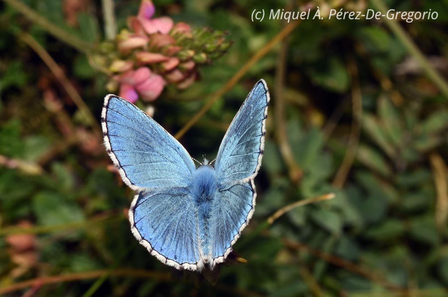 Lysandra bellargus (Polyommatus bellargus)