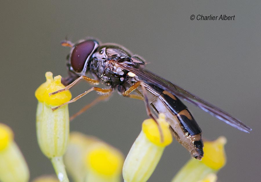 Melanostoma scalare