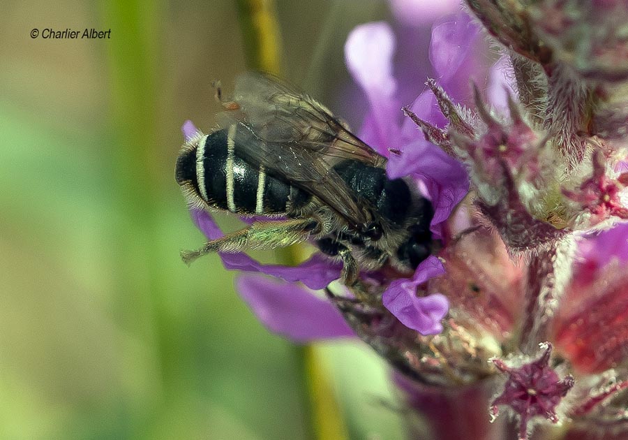 Melitta nigricans