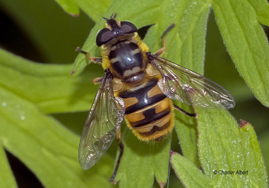 Myathropa florea