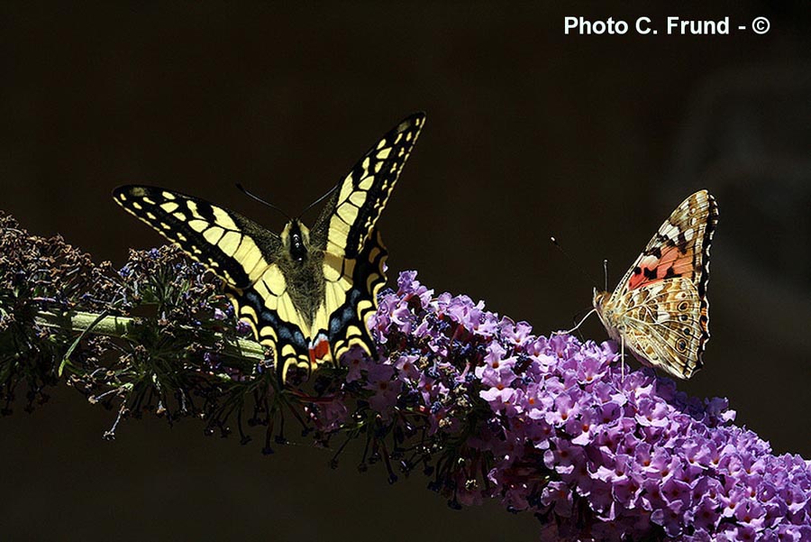 Papilio machaon